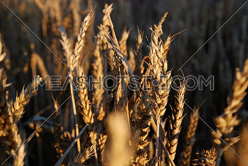 wheat and blue sky   (NIKON D80; 6.7.2007; 1/100 at f/6.3; ISO 400; white balance: Auto; focal length: 40 mm)