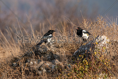 Eurasian magpie (pica pica) Nature and wild bird image