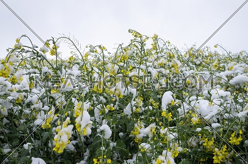 Unseasonable spring snowfall covering flowering rapeseed field, weather and seasons concept