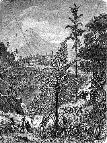 Palm caryotas, vintage engraved illustration. Le Tour du Monde, Travel Journal, (1872).