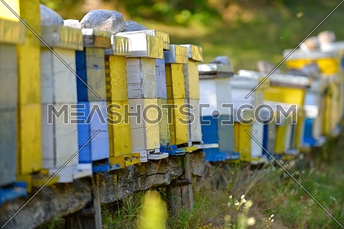 honey bee worker  farm animal  home in nature representing health medicine and organic food concept