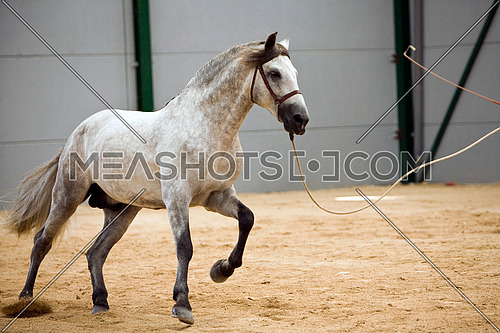 Spanish horse of pure race taking part during an exercise of equestrian morphology in Andujar, Jaen province, Andalusia, Spain