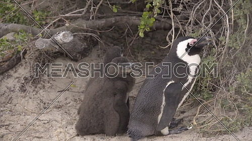 Scene of two penguin chicks huddling near their mother