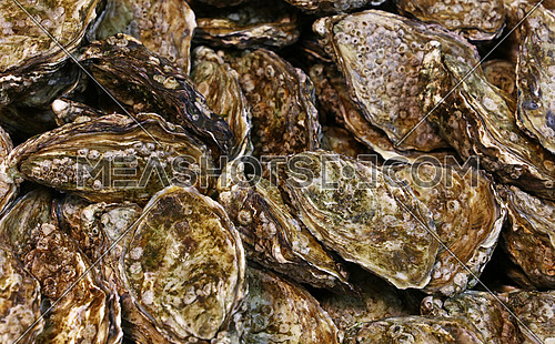 Close up fresh catch of several raw oysters at retail display of fisherman market, close up, high angle view