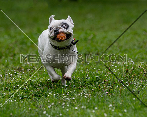 French bulldog with ball playing on green grass