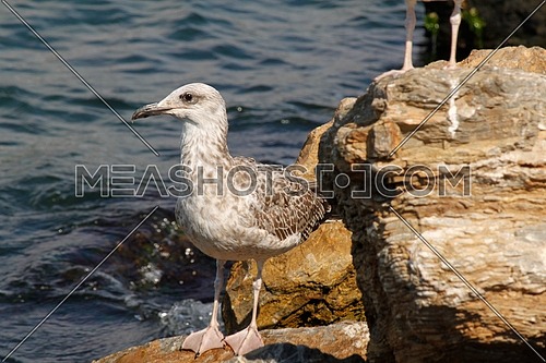 Seagull by the shore in Turkey standing on a rock