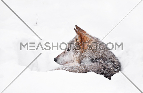 Close up profile portrait of one grey wolf resting in deep snow winter den lair and looking away, low angle side view