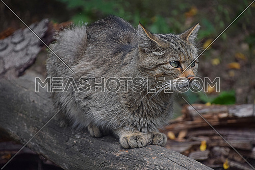 Close up side profile portrait of one European wildcat (Felis silvestris) sitting on tree trunk and looking away alerted, low angle view