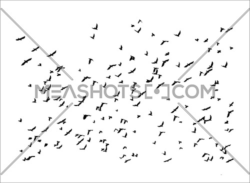 Vector illustration pattern of many black bird silhouettes flying in sky spreading wings, isolated o white background
