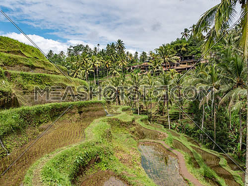 BALI,INDONESIA ,6 AUGUST 2018: Beautiful rice terraces in the morning light near Tegallalang village