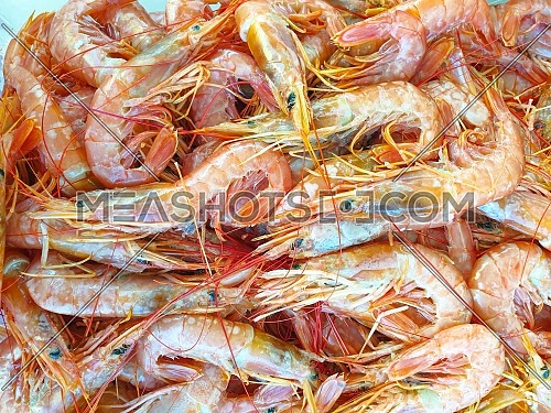 Red argentine shrimps on ice for sale, Fish local market stall with fresh and defrost seafood