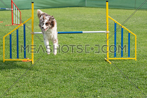 Border Collie dog jumping over obstacle on agility competition. Selective focus