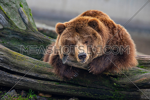 Eurasian brown bear (Ursus arctos arctos) also known as the European brown bear.