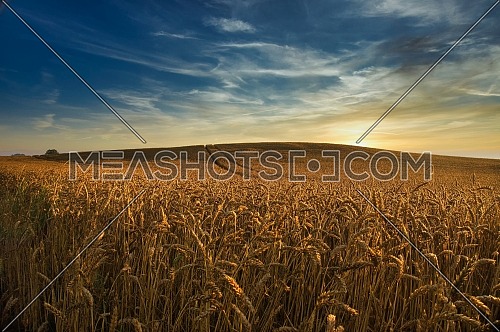 Field of ripening ears of golden wheat at sunset backlit by the sun as it drops below the horizon against a colorful orange glow in the sky in a scenic agricultural landscape