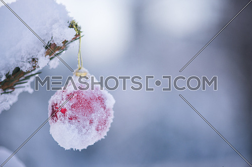 christmas red balls  on pine tree covered with fresh snow