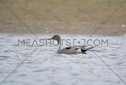 Pintail Duck swimming in calm water