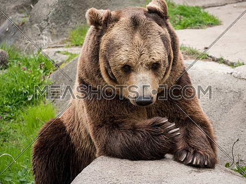 Eurasian brown bear (Ursus arctos arctos) also known as the European brown bear.