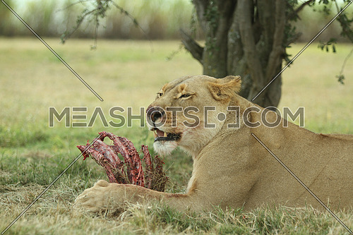 Lioness Eating in a forest