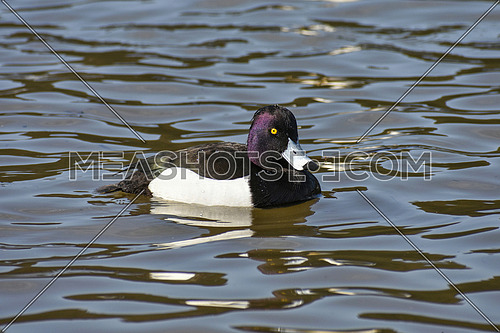 Male Tufted Duck or Aythya fuligula swimming in pond