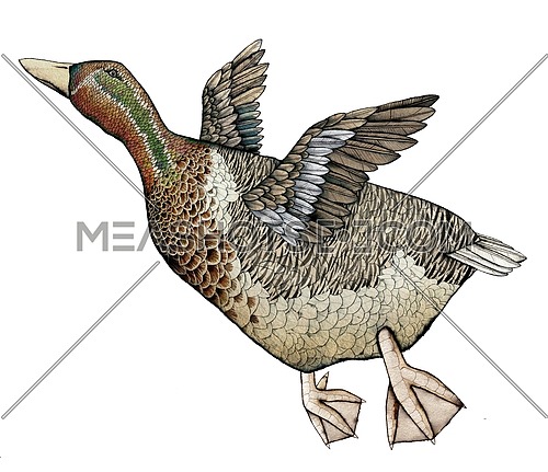 Goose or duck in Flight, artistic colored Illustration