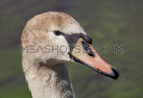 Close-up Portrait of a Mute Swan (Cygnus olor)  with blurred  background