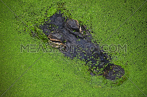 Close up portrait of alligator crocodile looking out of green duckweed hiding in water ambush, elevated top view