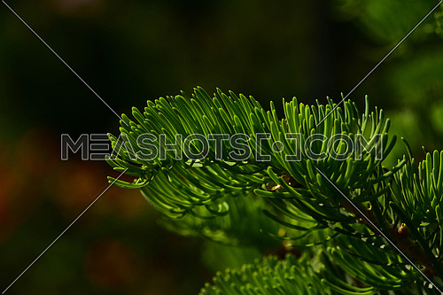Pine tree branch of fir needles at dark colorful background