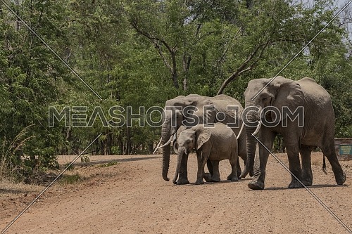 Long shot for elephants at open park in luangwa, Zambia at day