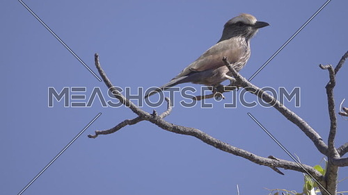 View of a Rufous-Crowned Roller looking around
