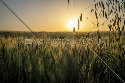 Wild oat heads silhouetted against the fiery orb of the sun and backlit wheat field at sunset in an atmospheric agricultural landscape