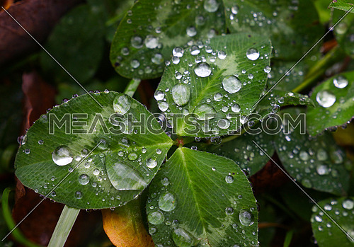 Close up rain or dew water drops on green clover leaves, high angle view