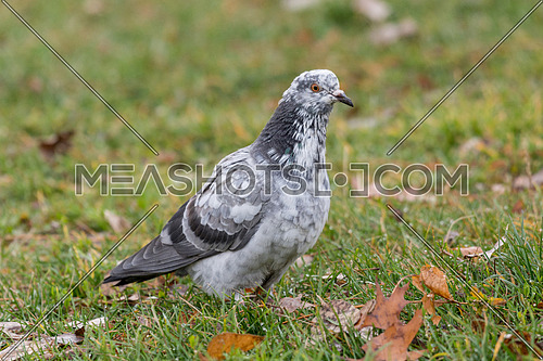 The large bird genus columba comprises a group of medium to large stout-bodied pigeons, often referred to as the typical pigeons.