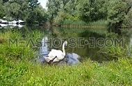 Mute Swan grazing, drinking and swimming in a rerene natural lake setting with a mallard duck swimming in the background