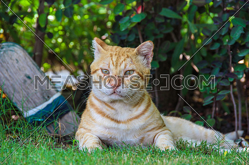 a cat with scratch marks on face in a garden outdoor
