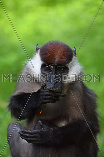 Close up front portrait of white collared mangabey (Cercocebus torquatus, red capped mangabey) looking at camera and eating, low angle view