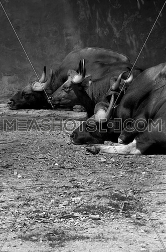 4 Buffalos resting on the ground in black and white