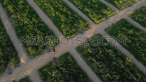 Drone shot of a person walking between fields of a farm in Siwa