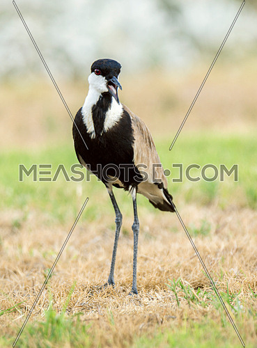 Spur winged lapwing