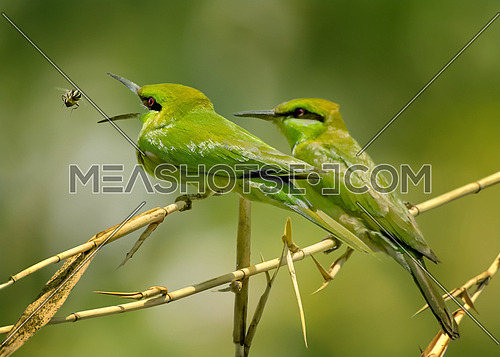 Little Green Bee Eater opening mouth and catching a bee