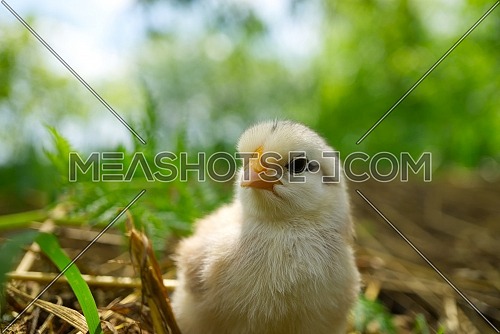 Cute young chick viewed at ground level in greenery and grass outdoors in a field or garden with selective focus