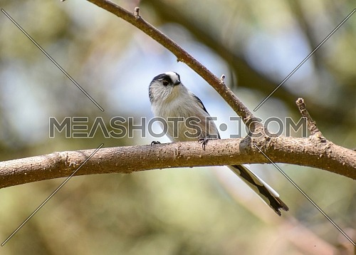 Long tailed Tit - Aegithalos caudatus sitting on the branch.