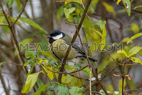Cute Great tit (Parus major) bird in yellow black color sitting on tree branch