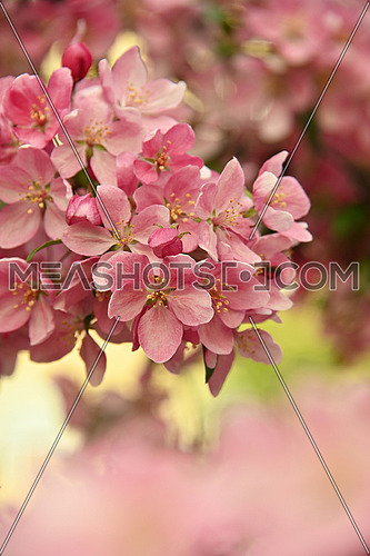 Close up pink Asian wild crabapple tree blossom with leaves over green background with copy space, low angle view