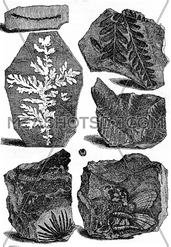 Slates bearing fossils, vintage engraved illustration. Earth before man â 1886.