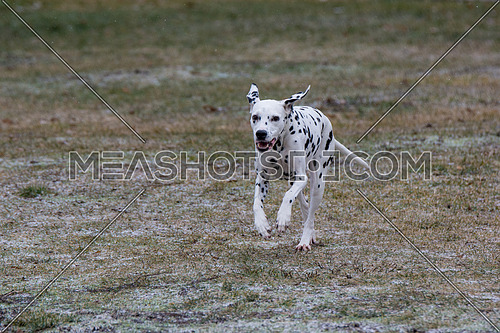 Adorable black Dalmatian dog outdoors in winter