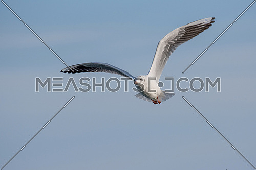 Flying seagull on a background of blue sky
