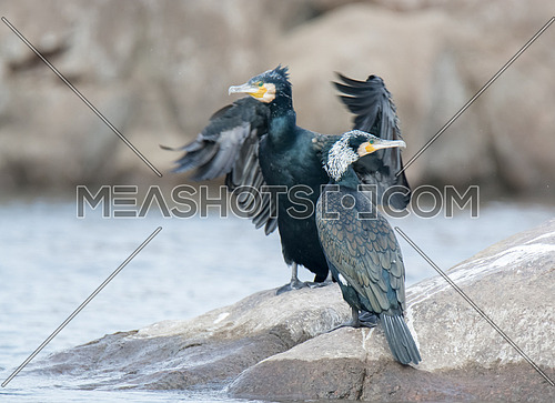 Great Cormorant Bird standing on a rock
