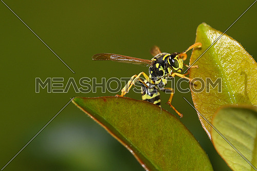 Front view of a wasp climbing on green leaves