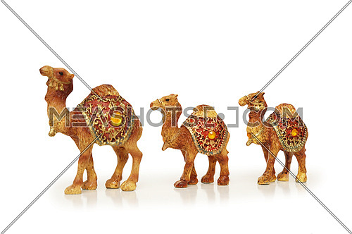 Camels isolated on white