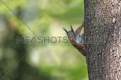 European red squirrel peeking from the side of a tree